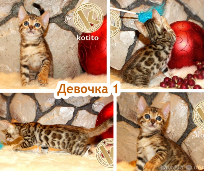 Продам: Бенгальские котята в Екатеринбурге