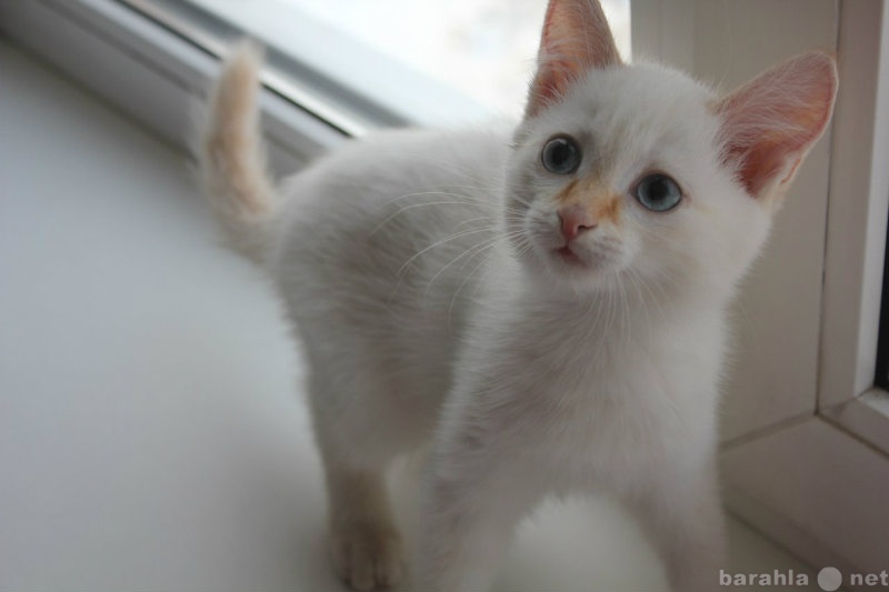 Продам: Дил-котенок с голубыми глазами и рыжим н