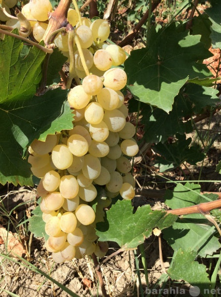 Продам: Саженцы винного сорта винограда
