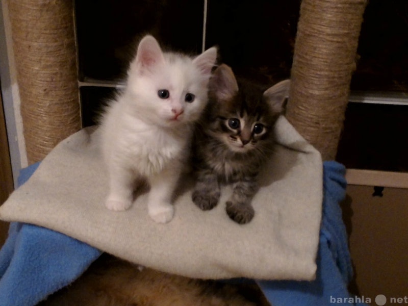 Продам: очаровательные белоснежные котята