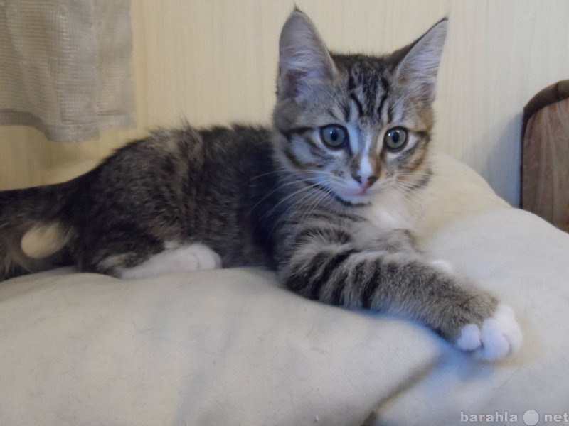 Продам: котёнок сибирской кошки