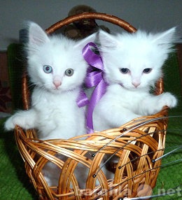 Отдам даром: Белоснежные котята