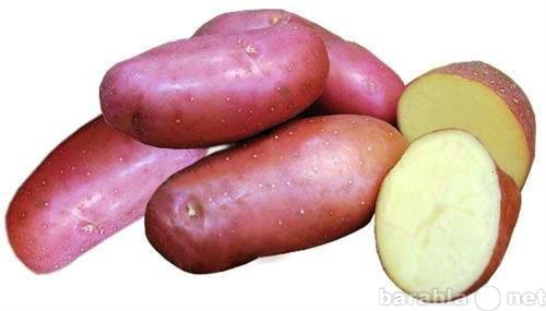 Продам: Картофель семенной Розара