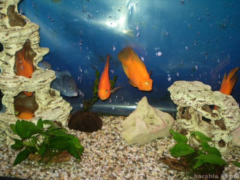Продам: аквариумные рыбки