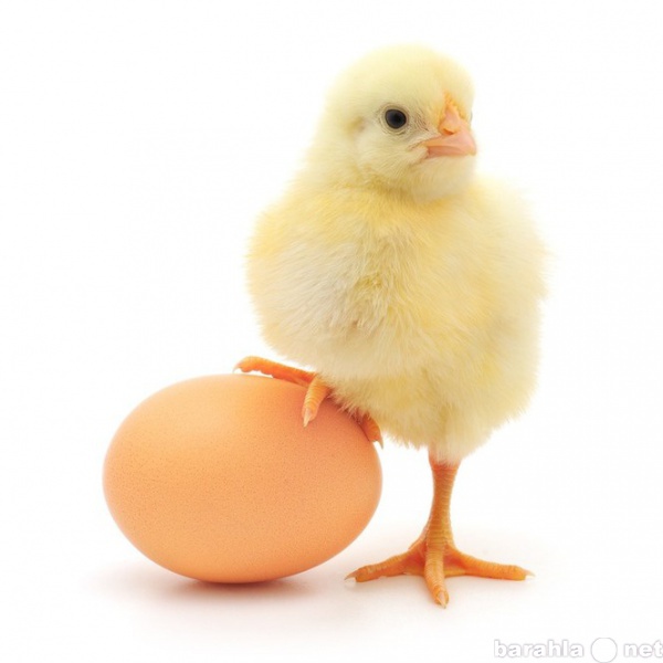 Продам: яйцо инкубационное