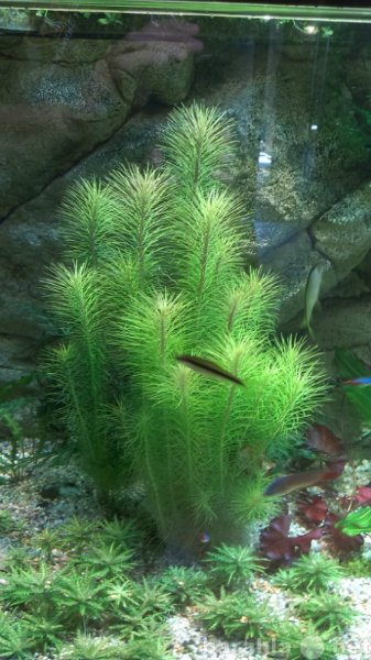 Продам: растения аквариумные
