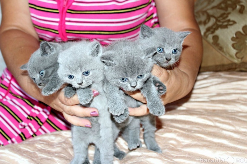 Продам: Котята Британские голубые