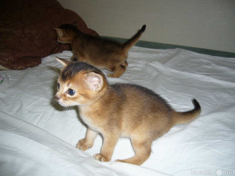 Продам: абиссинский котенок