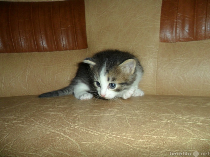 Отдам даром: котята Вятско-Пижемской породы