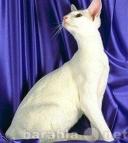 Отдам даром: котята восточно-ориентальная порода