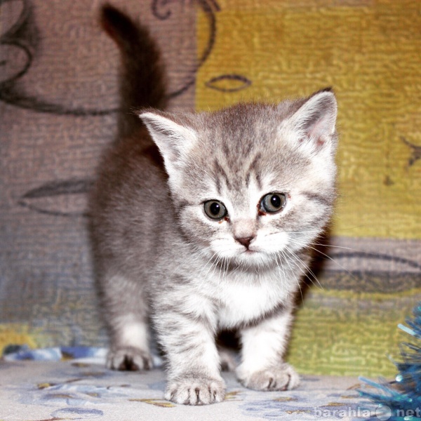 Продам: Шотландский котенок-скоттиш-страйт