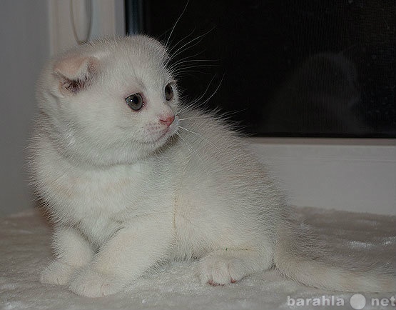 Продам: Шотландские вислоухие котята белый цвет