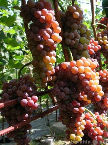 Продам: саженцы и черенки винограда для садоводо