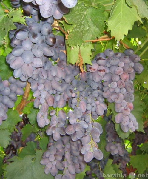 Продам: саженцы и черенки винограда самых надежн