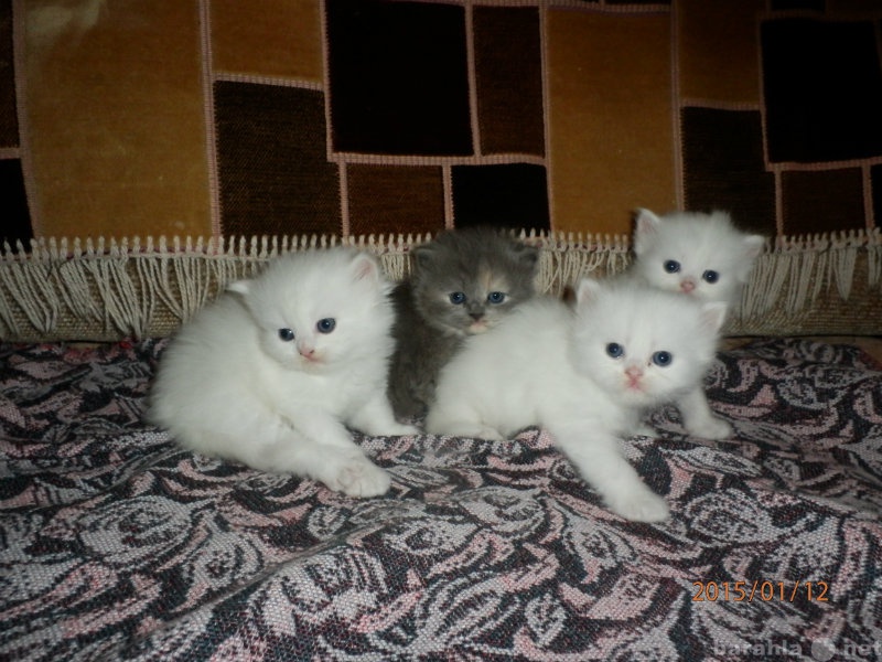 Продам: Белых и голубых персидских котят