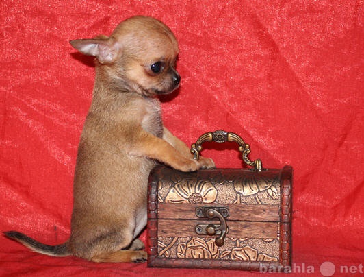 Продам: Маленькие чихуахуа щенки