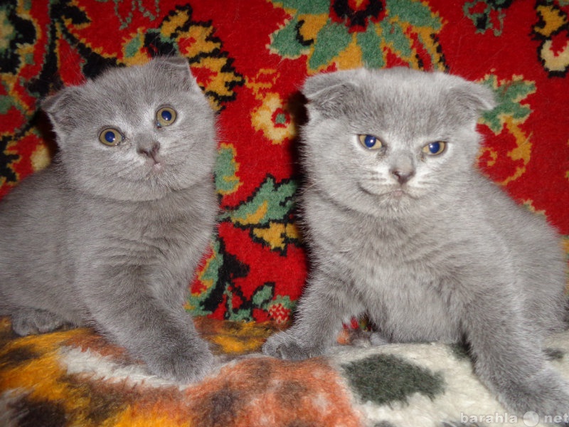 Продам: британские котята с плюшевой шерсткой