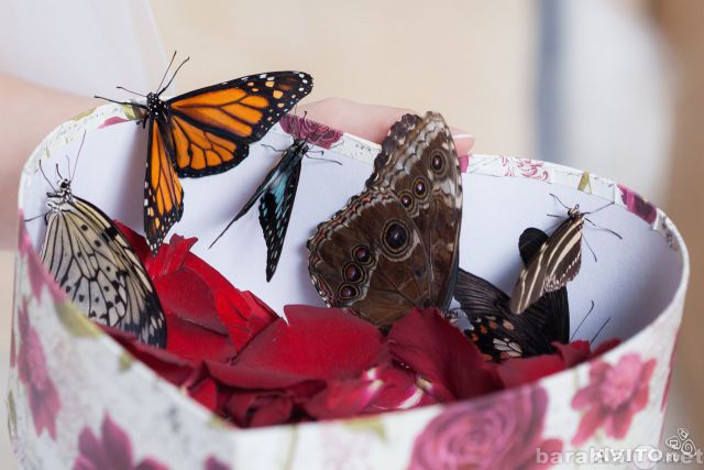 Продам: Живые бабочки в подарок