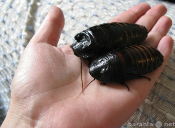 Продам: Мадагаскарские шипящие тараканы