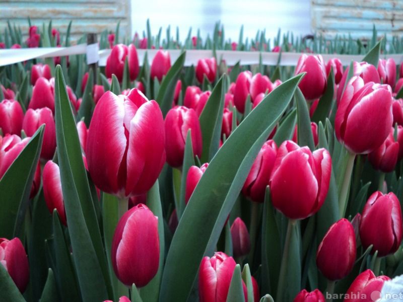 Продам: тюльпаны оптом к 8 марта 2015 г.