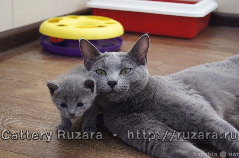 Продам: Русские  голубые котята