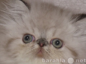 Продам: персидские котята с голубыми глазами