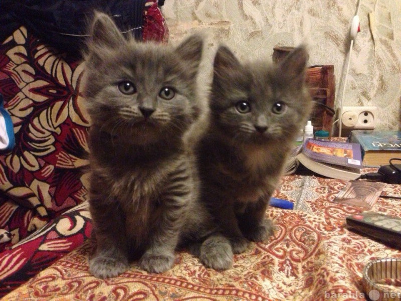 Отдам даром: два милых котенка