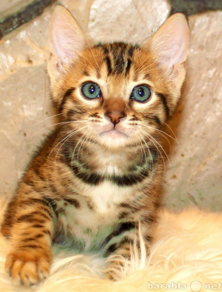 Продам: Бенгальский котенок в Екатеринбурге, мал