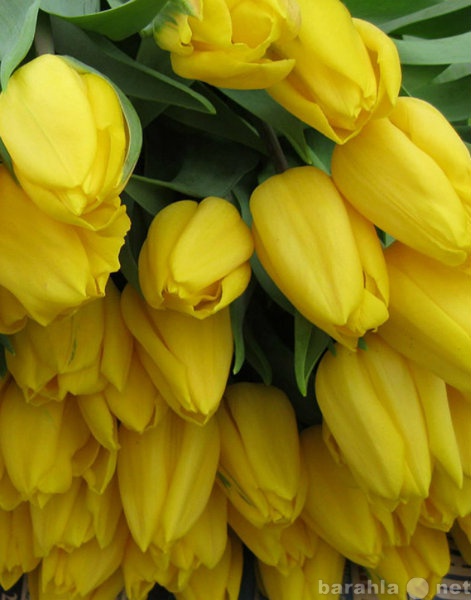 Продам: Голландские тюльпаны оптом к 8 марта 201