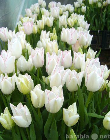 Продам: тюльпаны оптом  к  8 марта