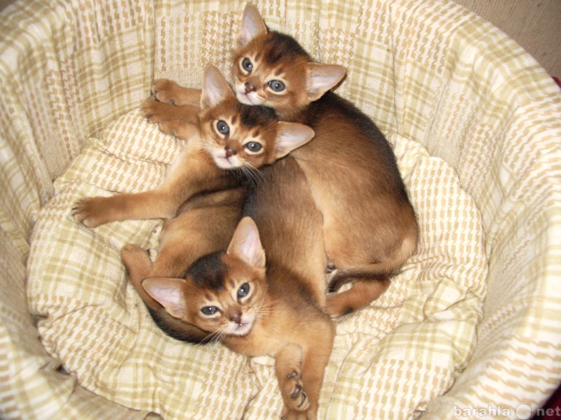 Продам: Абиссинские котята по докризисным ценам