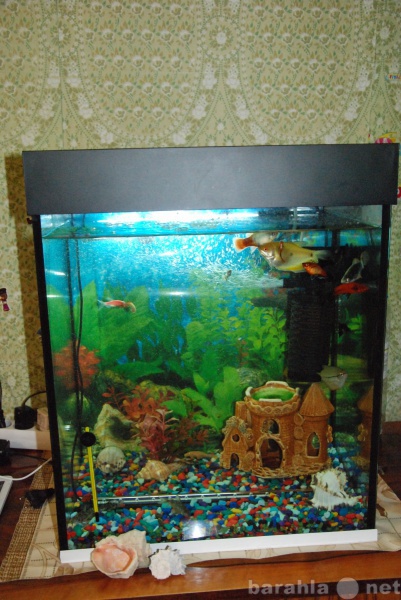 Продам: Продам аквариум с рыбками