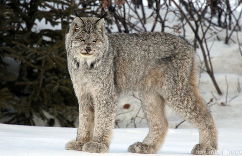 Продам: Продам котенка Канадской рыси(лат.Lynx c