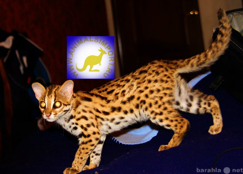 Продам: Продам котят азиатской леопардовой кошки