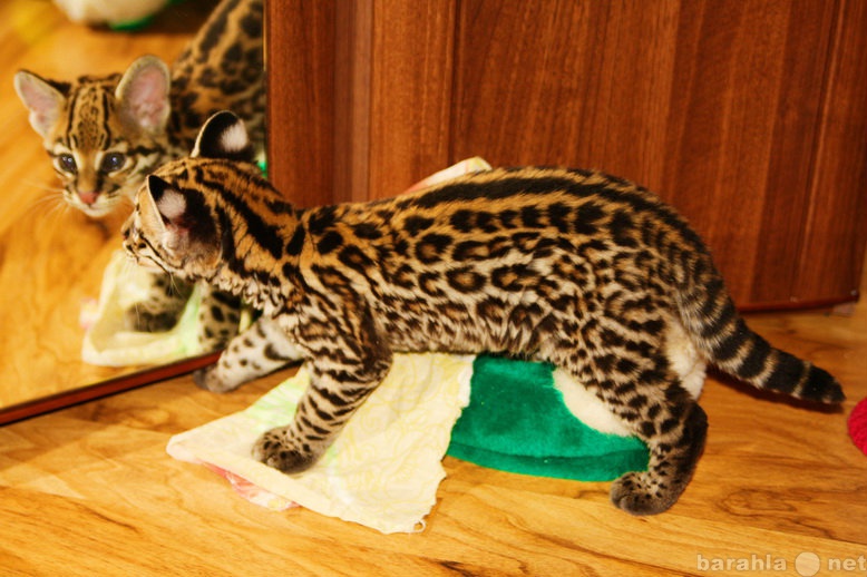 Продам: Продам котенка Оцелота (лат. Leopardus p