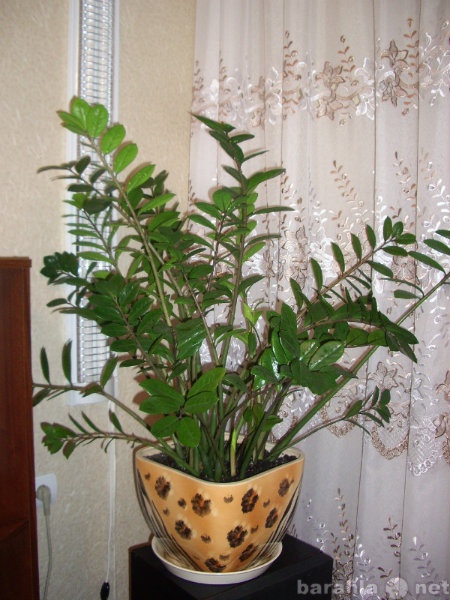 Продам: комнатное растение