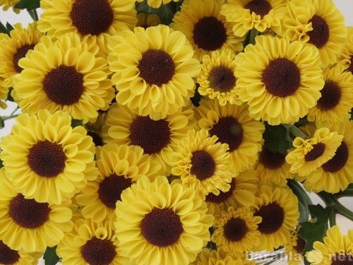 Продам: Любые цветы оптом к 8 марта 2015