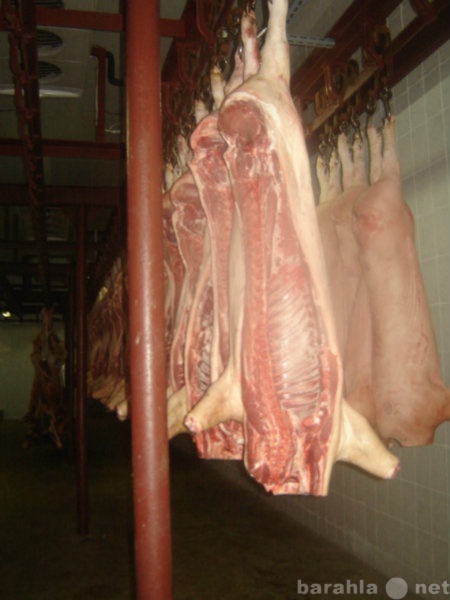 Продам: продаю свинину, говядину полутушами