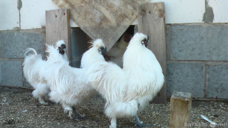Продам: китайская шелковистая куры цыплята