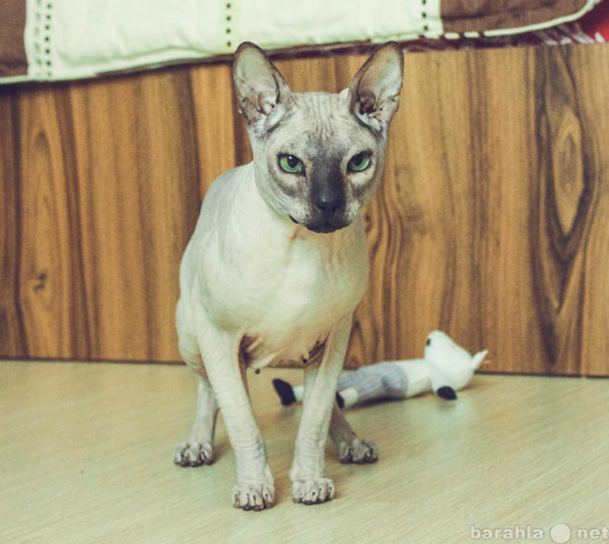Продам: Нежный кот Дуюн