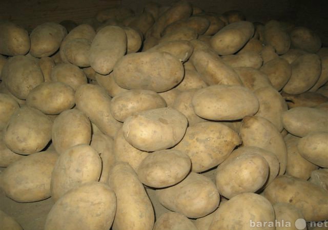 Продам: Продам картофель сорт " Невский &am