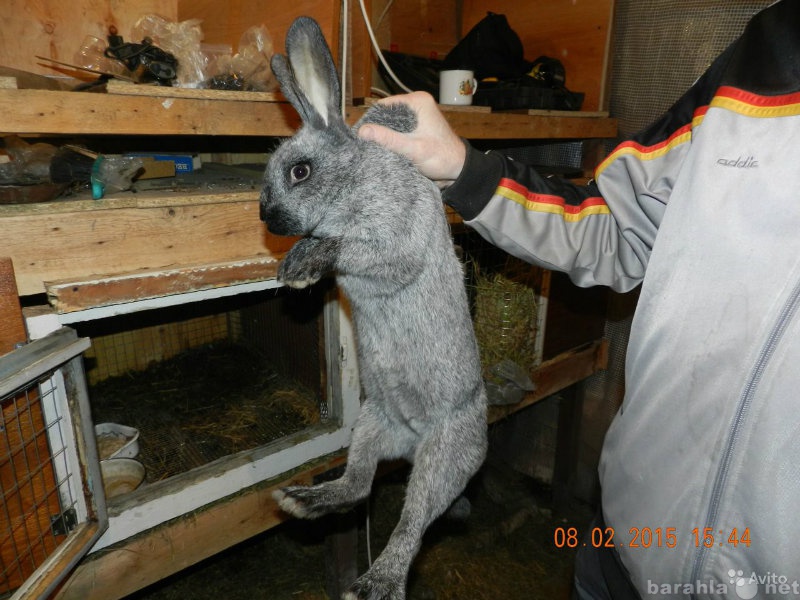 Продам: Кролики-гиганты "серебристые"