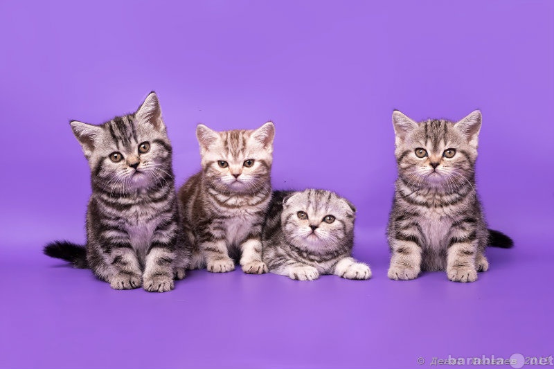 Продам: Шотландские породистые котята
