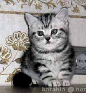Продам: Британские мраморные котята