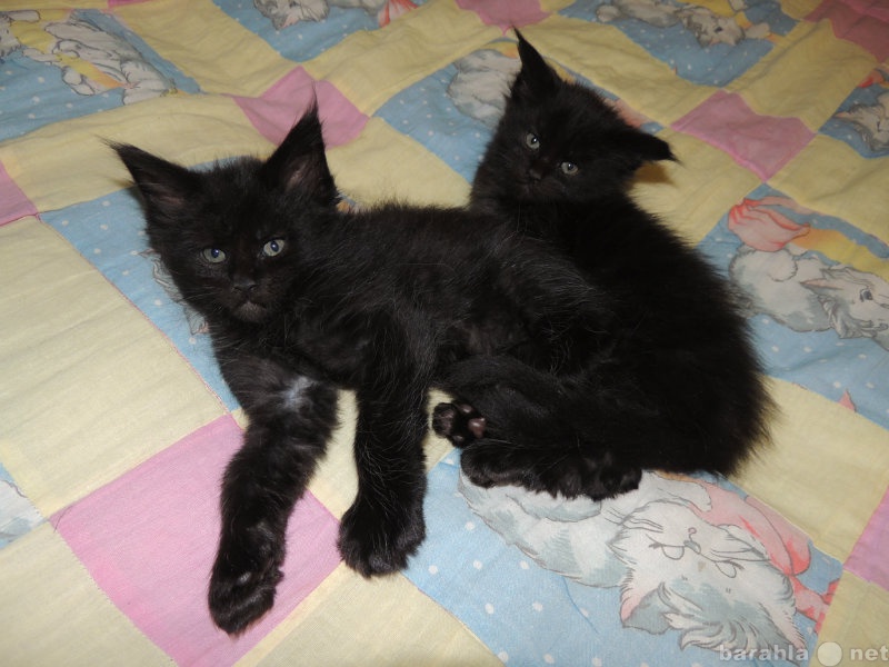 Продам: ценителям черных котов !!!