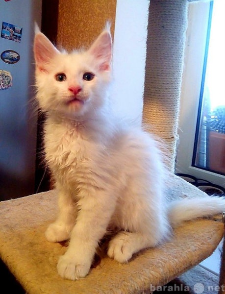 Продам: Породистый котенок Мейн Кун