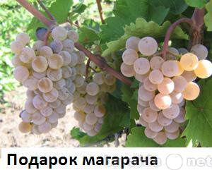 Продам: Подарок магарач-саженец винограда