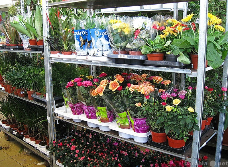 Продам: Комнатные цветы к 8 Марта