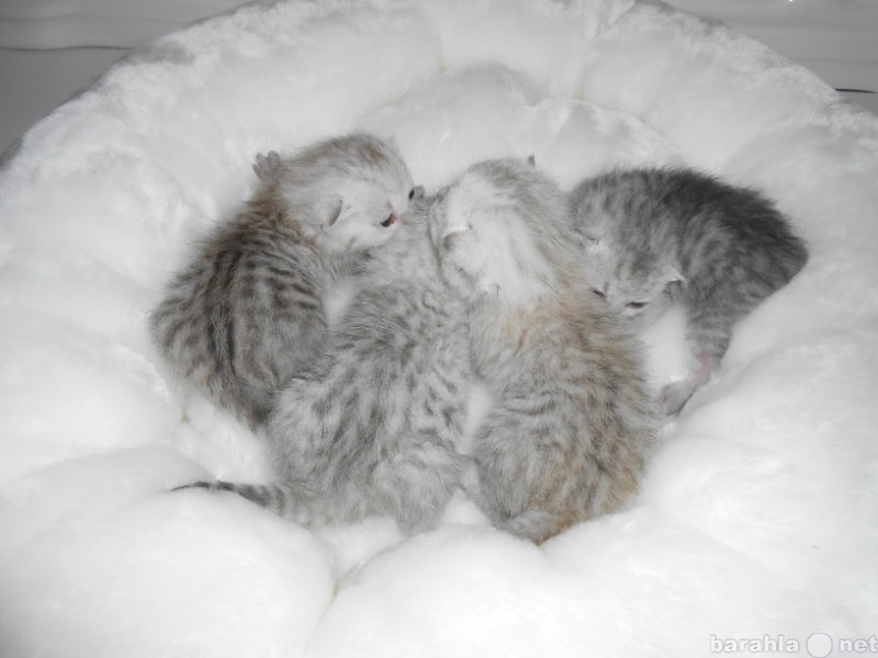 Продам: Шотландские  котята серебристых окрасов