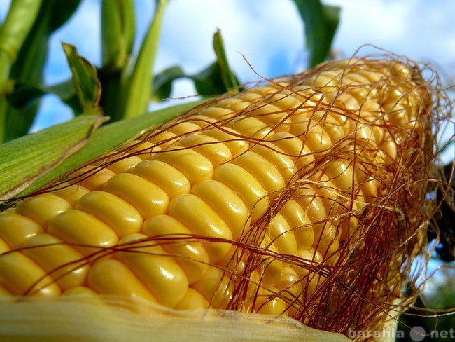 Продам: Семена кукурузы импортные